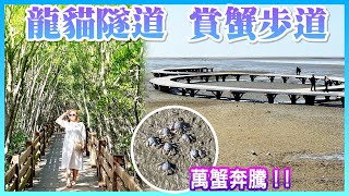 【新竹景點】新開幕的「台 61 線新豐休息站」，新豐紅樹林「龍貓隧道」，香山濕地「賞蟹步道」，午餐享用客家菜 Hsinchu Taiwan [upl. by Etnahsa]