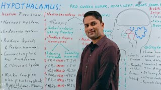 Hypothalamus Hypothalamus as a gland  Hypothalamus and their hormones Endocrine systemHindi Urdu [upl. by Hpesojnhoj966]