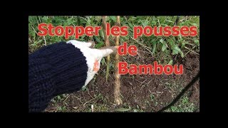 Limiter stopper la prolifération des pousses de bambou envahissant sans barrière anti rhizome [upl. by Rutan369]