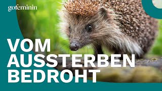 Igel in Deutschland vom Aussterben bedroht [upl. by Llevram650]