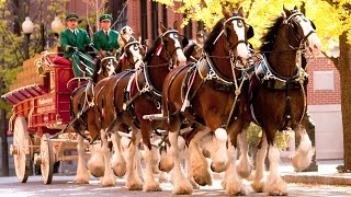 BUDWEISER TOUR ST LOUIS MISSOURI [upl. by Noillid729]