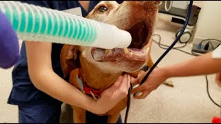 Respiratory Distress  Dog Medical Minute Episode 5 [upl. by Are]