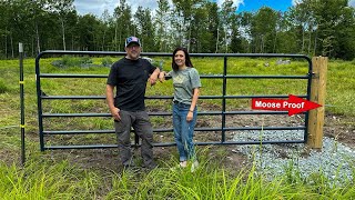 New HACK to Keep MOOSE from Destroying Pasture Fence for Our New LIVESTOCK [upl. by Teddi314]