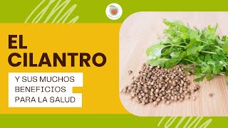 EL CILANTRO Para Qué Sirve [upl. by Ttcos121]