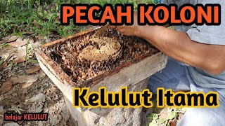 Pecah koloni Kelulut budidayaklanceng ternakkelulut budidayakelulut honeybee kolonikelulut [upl. by Obbard870]