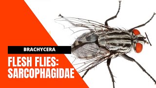 VET PARA 1  Flesh flies Diptera SARCOPHAGIDAE  Chapter 524 Student Output [upl. by Hughmanick796]