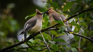 Cedar Waxwing courtship ritual [upl. by Katuscha]