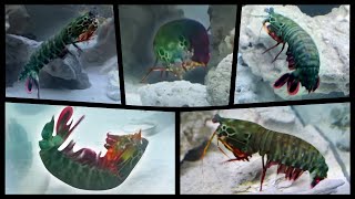 Giant Mantis Shrimp Tales [upl. by Westberg]