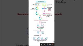 Gene cloning  Biotechnology class 12 [upl. by Eenwat]