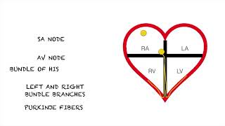 Junctional Rhythms Easy and Simple [upl. by Alva]