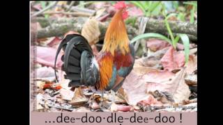 The Rooster Song The Berry Tree Song [upl. by Blodget]