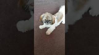 Shih tzu barking [upl. by Adiaros]