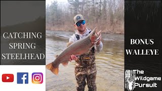 Catching BIG Spring Steelhead with WAXWORMS  River Shore Fishing  BONUS Walleye CAUGHT [upl. by Onofredo]