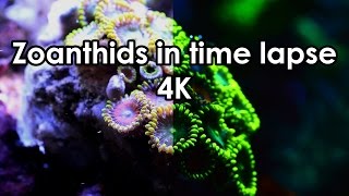 Zoanthids in time lapse  4K [upl. by Annmaria]