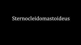 How to pronounce Sternocleidomastoideus [upl. by Orpha]