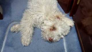 Lagotto Romagnolo Dog Funny [upl. by Crockett]