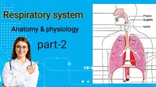 respiratory system anatomy and physiology part 2  bsc nursing gnm  mbbs2 video trending [upl. by Livi366]