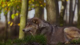 interesting facts about wolf [upl. by Nylrak964]