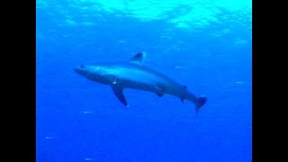 Silvertip sharks at Burma Banks [upl. by Tonnie]