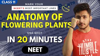 Anatomy of Flowering Plants Class 11  Biology  For NEET  Full Revision In 20 Minutes [upl. by Nuhsyar631]