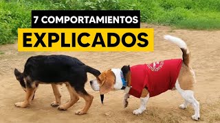 7 comportamientos extraños de mi BEAGLE [upl. by Vookles739]