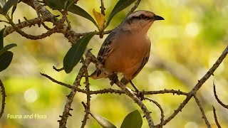 CHALKBROWED MOCKINGBIRD MIMUS SATURNINUS SABIÁDOCAMPO Wild life [upl. by Nada]