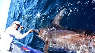 IFISH Broadbill Swordfish [upl. by Feeney516]