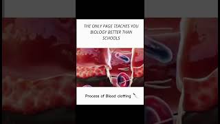 Process of blood clotting 👍 animation science biology study bloodclotting trending explore [upl. by Auqcinahs]