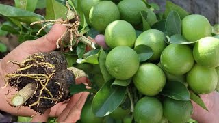 ¿Quieres tener un Planta de Limón llena de Frutos Aquí Te revelo el Secreto  Limonero en Maceta [upl. by Haerdna]