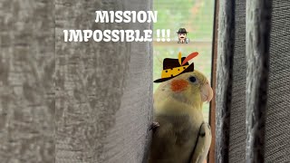 Cockatiel on a MISSION 🕵🏻‍♂️😁 [upl. by Nylrak]