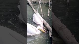 Pelican Bird Catching Fish 🐟 pelican animals [upl. by Anileba]