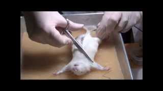 Rat dissection at the Department of Zoology University of Johannesburg [upl. by Ietta]