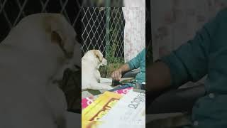 ഇത്രേം പെട്ടെന്ന് love ആയോ 😜 animalfundub labradorlovers dog shortfeed shortvideo shortviral [upl. by Elonore]