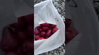 Macopa rose apple food cooking cookingvlog everyone [upl. by Malloch]