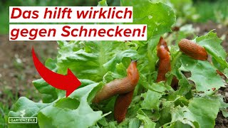 Gegen Schnecken im Garten  Diese natürliche Methode ist die Einzige die wirklich hilft [upl. by Airdnna586]