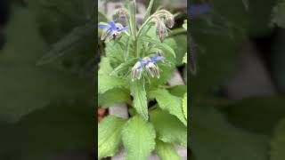 Borage in the fall [upl. by Hernando]