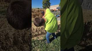 Milwaukee Hedge Trimmer Testing at The Equipment Expo 2024 [upl. by Einhpad]