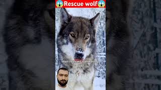 Man rescued a wolf wolf rescue babywolf animallover wildlife [upl. by Assirual963]