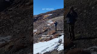 The HUNT For The SNOW LEOPARD hiking snow kibber spitivalley travel winterspiti snowleopard [upl. by Ijic]