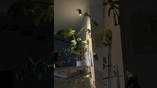 I finally gave my monstera a plant light after 5 years monstera plantlight hangingplantlight [upl. by Muhan130]