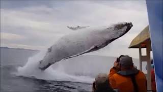 La baleine saute de nulle part pendant une visite [upl. by Araccot]