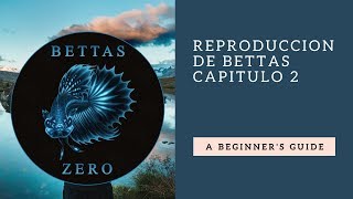 REPRODUCCION DE BETTAS CAPITULO 2 [upl. by Uphemia510]