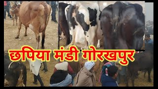 छपिया मंडी गोरखपुर chapiya mandi pashumandijiwannagar [upl. by Lokcin459]