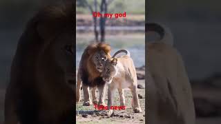 Lyon yo ap jwe lion animals youtubegrowth monetization canada usa france fyp viral foryou [upl. by Panta]