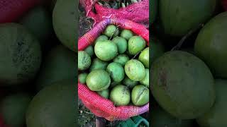 Bowenpally vegetable market Hyderabad MJY vlogs shortvideo trending videos viralvlogsfood [upl. by Favien]