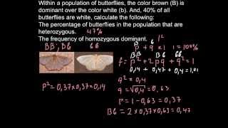 Application of HardyWeinberg equation for butterfly population [upl. by Audrit]