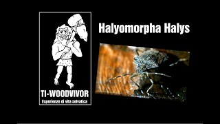 Halyomorpha Halys 2022 [upl. by Ynaffi]