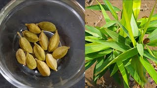 घर पर ही उगाएँ इलायची का पौधा।How to grow Cardamom plant from seedHow to Care Green Cardamom [upl. by Julissa924]