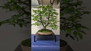 How would you improve this🌳 hornbeam bonsai fyp fy switzerland [upl. by Redienhcs722]