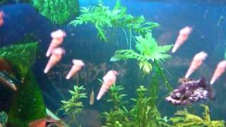 Malaysian Trumpet Snails Melanoides tuberculata strange behaviour [upl. by Nylireg528]